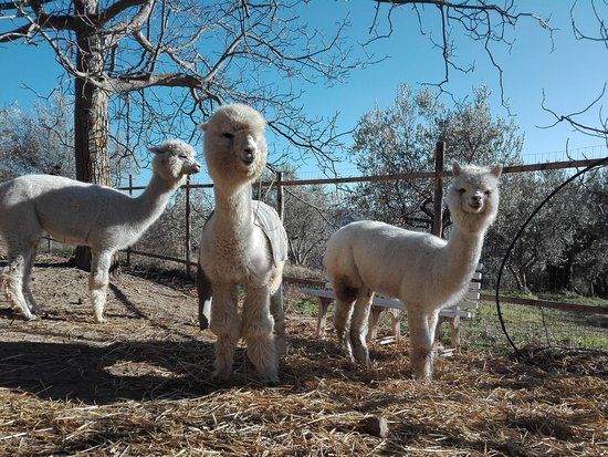 Basilicata Alpaca